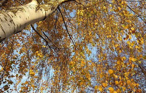 Herbstbaum